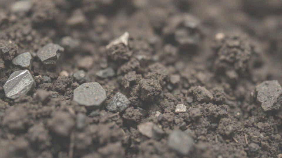 Jakie są najpopularniejsze pasożyty przenoszone przez ludzi?