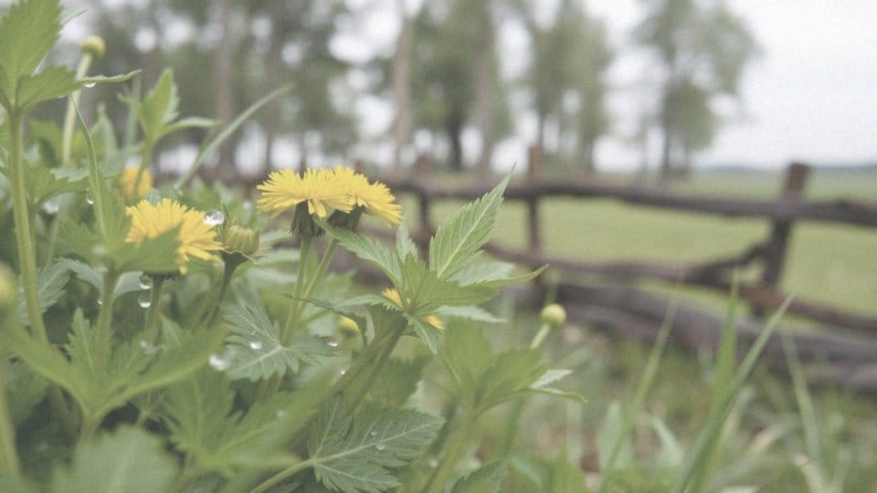 Jak liście mniszka lekarskiego wspierają procesy metaboliczne?