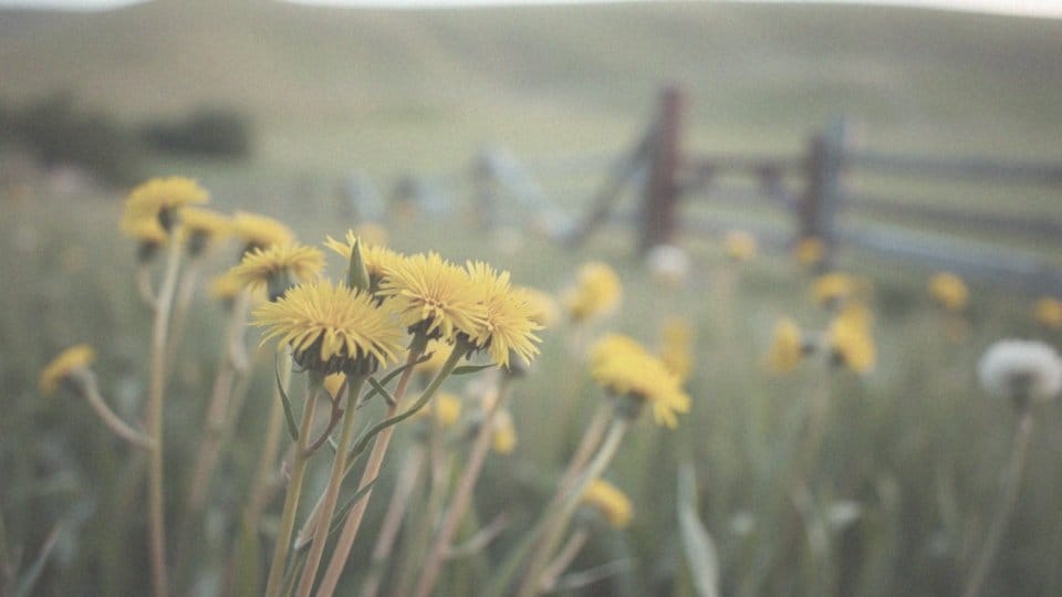 Herbata z mniszka lekarskiego – na co pomaga i jak ją stosować?