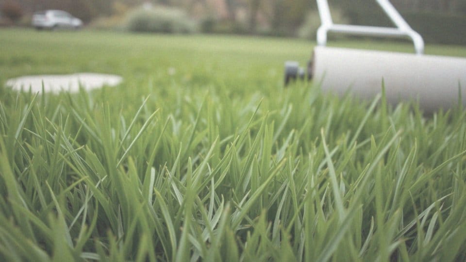 Kiedy nawozić trawnik na wiosnę? Praktyczny przewodnik