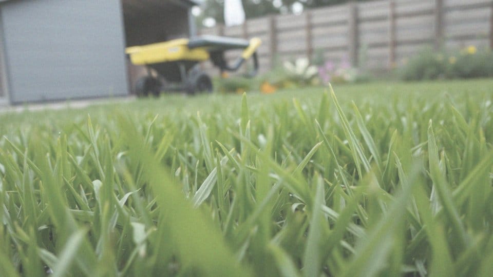 Nawóz na trawnik – jak skutecznie dbać o zdrowie trawy?